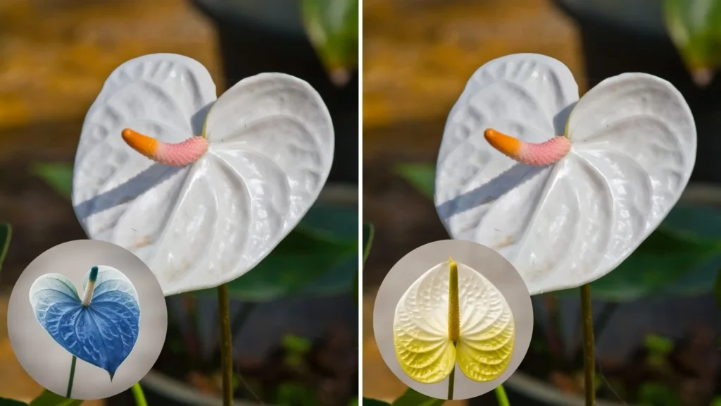 Montagem de um antúrio branco natural com duas miniaturas que exibem antúrio azul e antúrio amarelo pigmentados, representando cores artificiais que não ocorrem na espécie.
