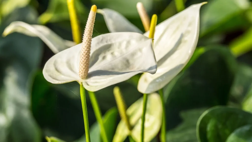 Flores de antúrio branco com espádices claros, em close, iluminadas pela luz natural.