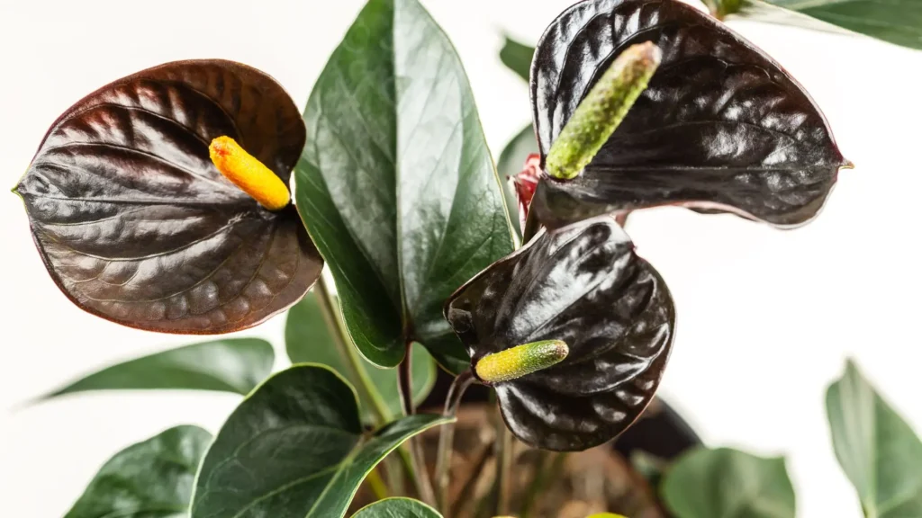 Antúrio chocolate com brácteas em tom marrom-escuro brilhante e espádice amarelo-esverdeado.