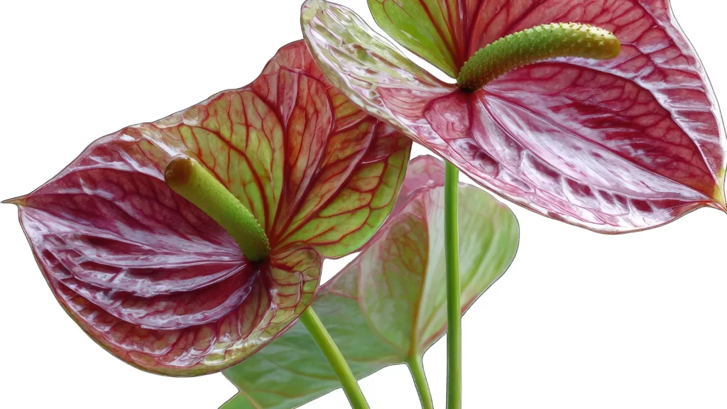 Flores de antúrio planta em tons avermelhados com detalhes verdes.