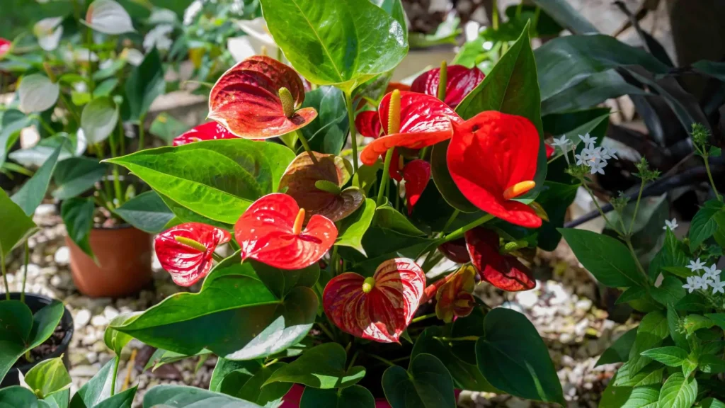 Antúrio planta com folhas verdes e flores vermelhas sob luz filtrada.