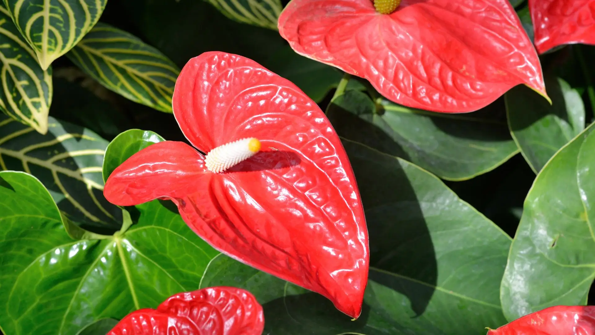 Close do antúrio planta vermelho com espádice claro e folhas verdes brilhantes ao redor.