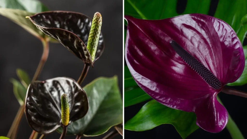 Antúrio preto e antúrio roxo em close, destacando brácteas brilhantes e cores intensas em fundo escuro.