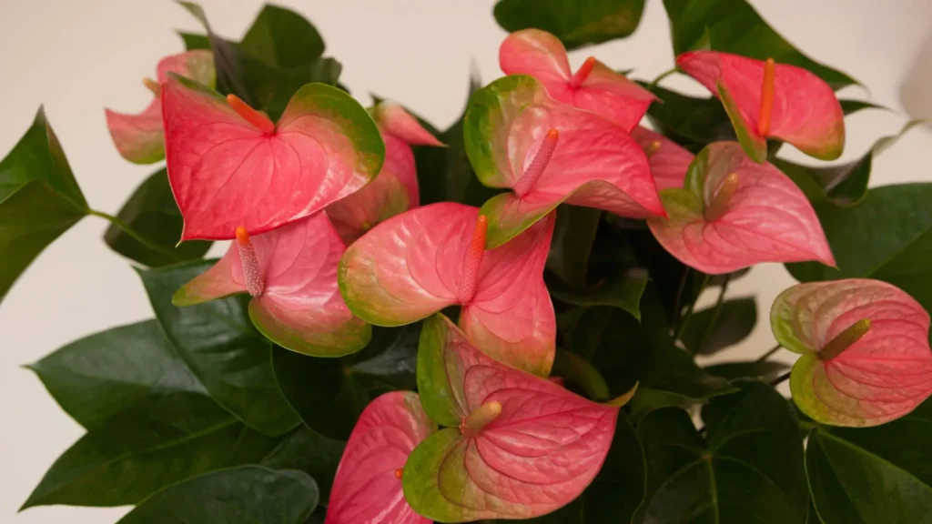 Flores de antúrio rosa em close, com tons suaves e folhas verdes brilhantes ao fundo.