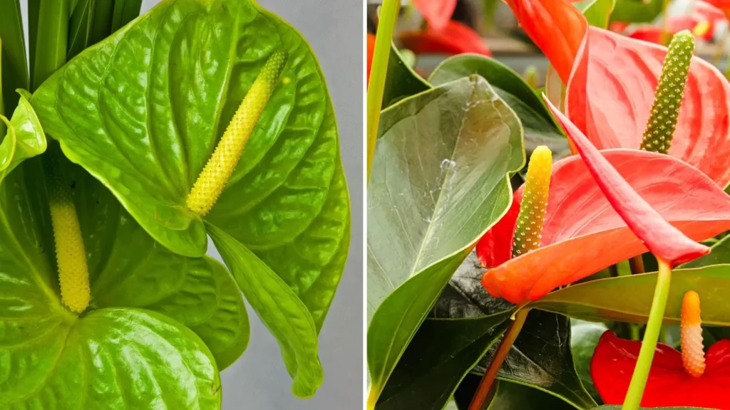 Antúrio verde e antúrio laranja lado a lado, destacando as diferenças naturais de coloração entre as variedades.
