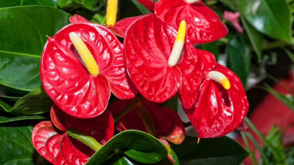 Flores de antúrio vermelho com espádices amarelos em destaque, vistas em close.