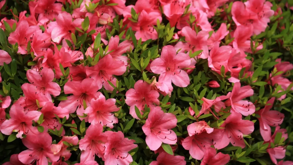 Flores rosas de azaleia em plena floração, um arbusto com flores típico do final do inverno e início da primavera no Brasil.