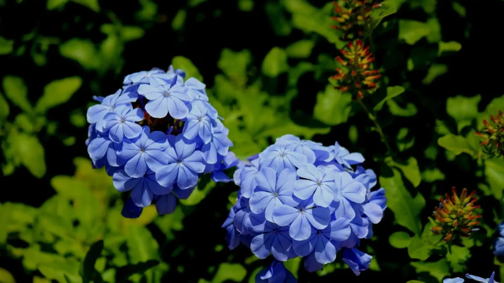Arbusto com flores azul-claras da bela-emília em jardim tropical, planta resistente ao calor e de floração contínua.