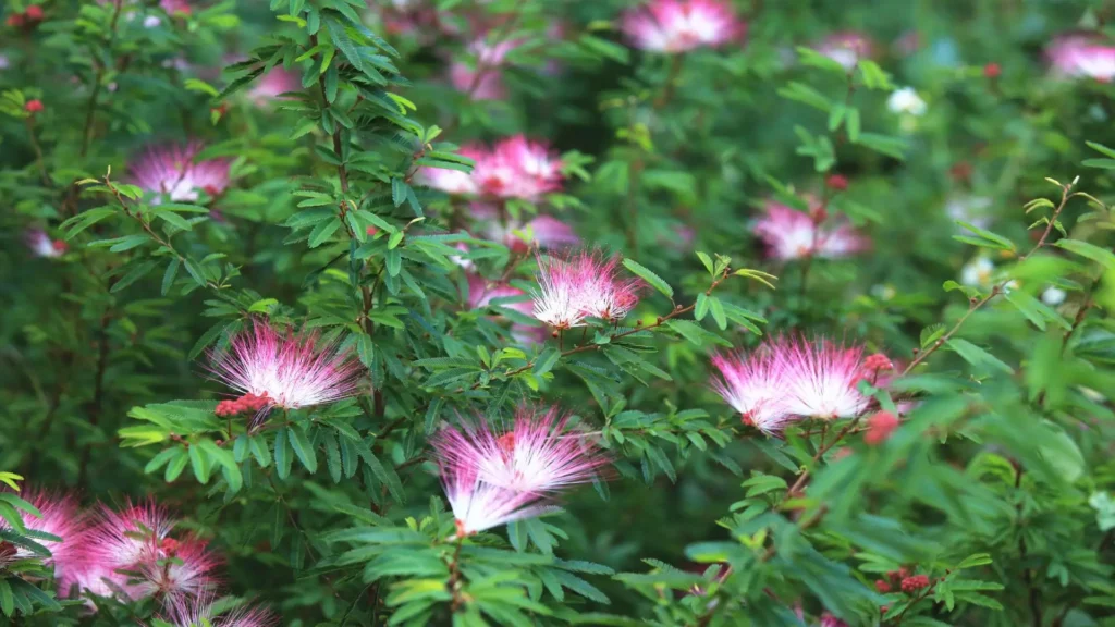 Arbusto com flores rosa da caliandra em jardim tropical, com flores em formato de pompom que atraem beija-flores.
