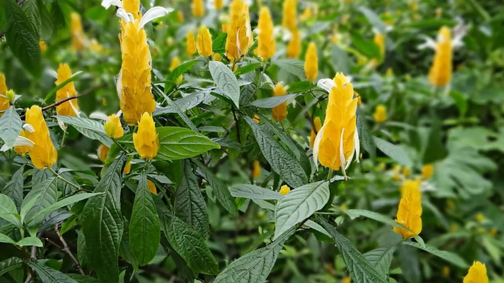 Arbusto de camarão-amarelo com flores vibrantes em meio ao verde, um dos arbustos com flores mais cultivados em jardins tropicais brasileiros.