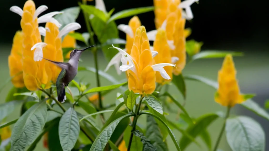 Arbusto com flores de camarão-amarelo com brácteas douradas e flores brancas, atraindo beija-flor em jardim tropical.