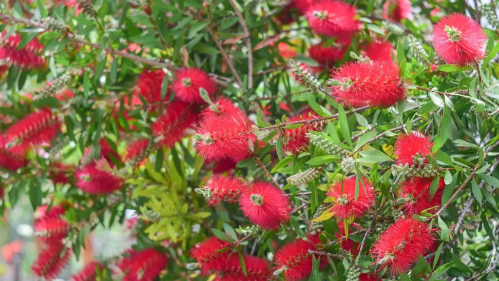 Arbusto com flores vermelhas da escova-de-garrafa, também conhecida como calistemo, com flores exóticas e folhas verdes intensas.