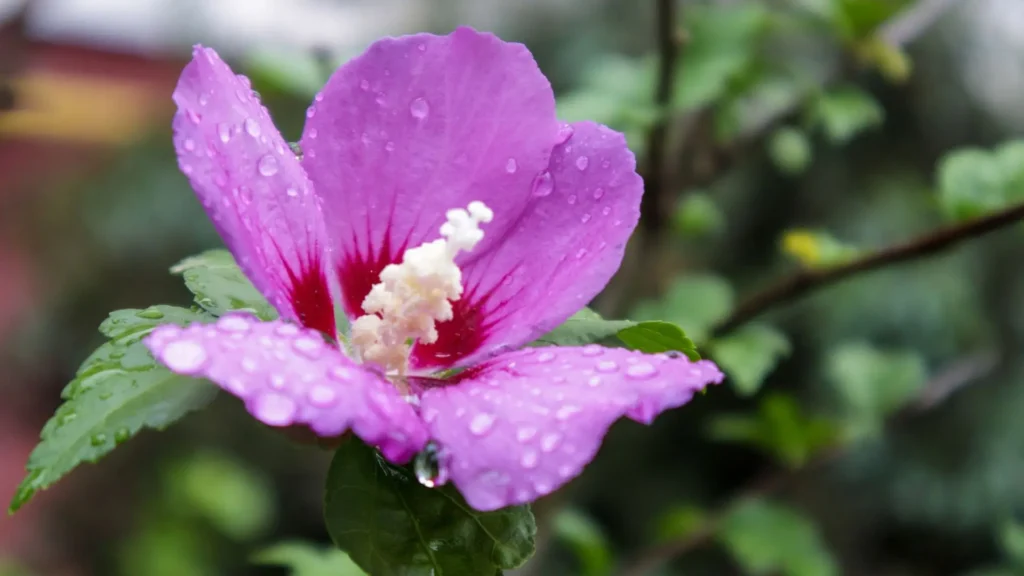 Flor rosa de hibisco-da-Síria com gotas de orvalho, um arbusto com flores delicadas e resistentes cultivado em jardins brasileiros.