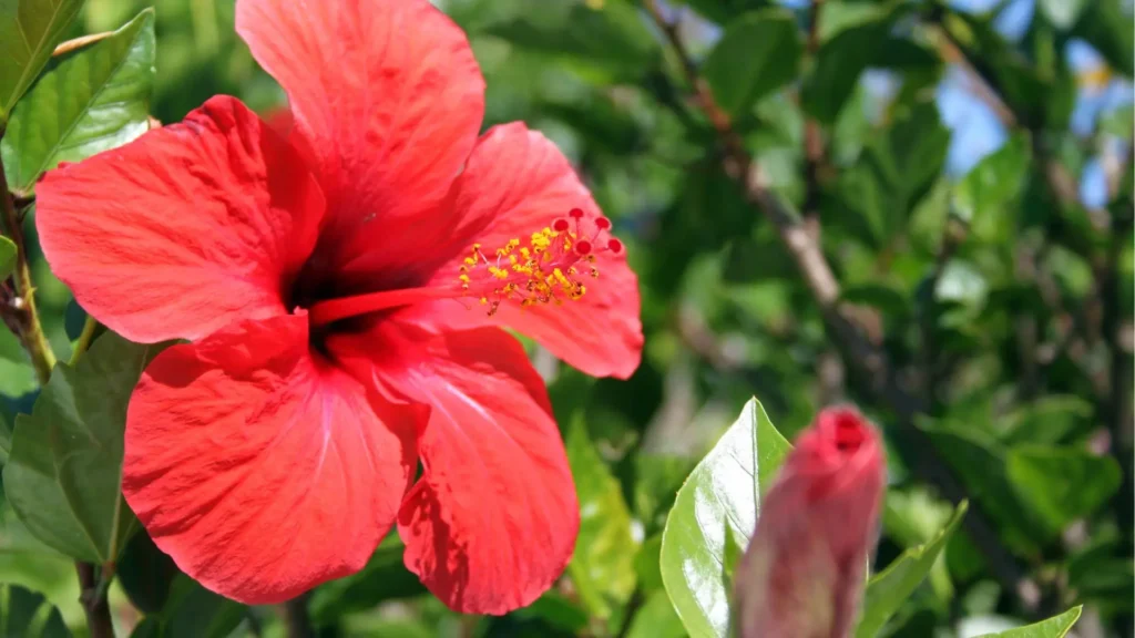 Flor vermelha de hibisco em destaque, um arbusto com flores tropicais muito cultivado em jardins ensolarados do Brasil.
