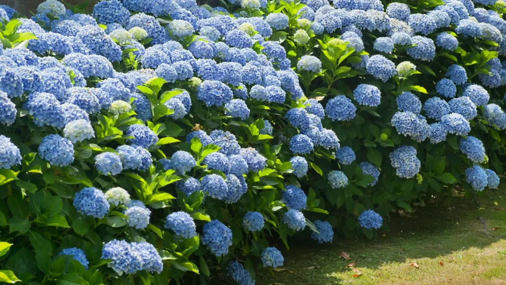 Arbusto com flores de hortênsia azul em plena floração, cultivado em jardim de clima ameno e solo úmido.