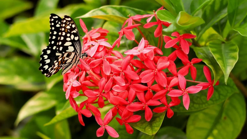 Borboleta pousada sobre flores vermelhas de ixora, um arbusto com flores tropical muito cultivado em jardins brasileiros.