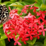 Borboleta pousada sobre flores vermelhas de ixora, um arbusto com flores tropical muito cultivado em jardins brasileiros.