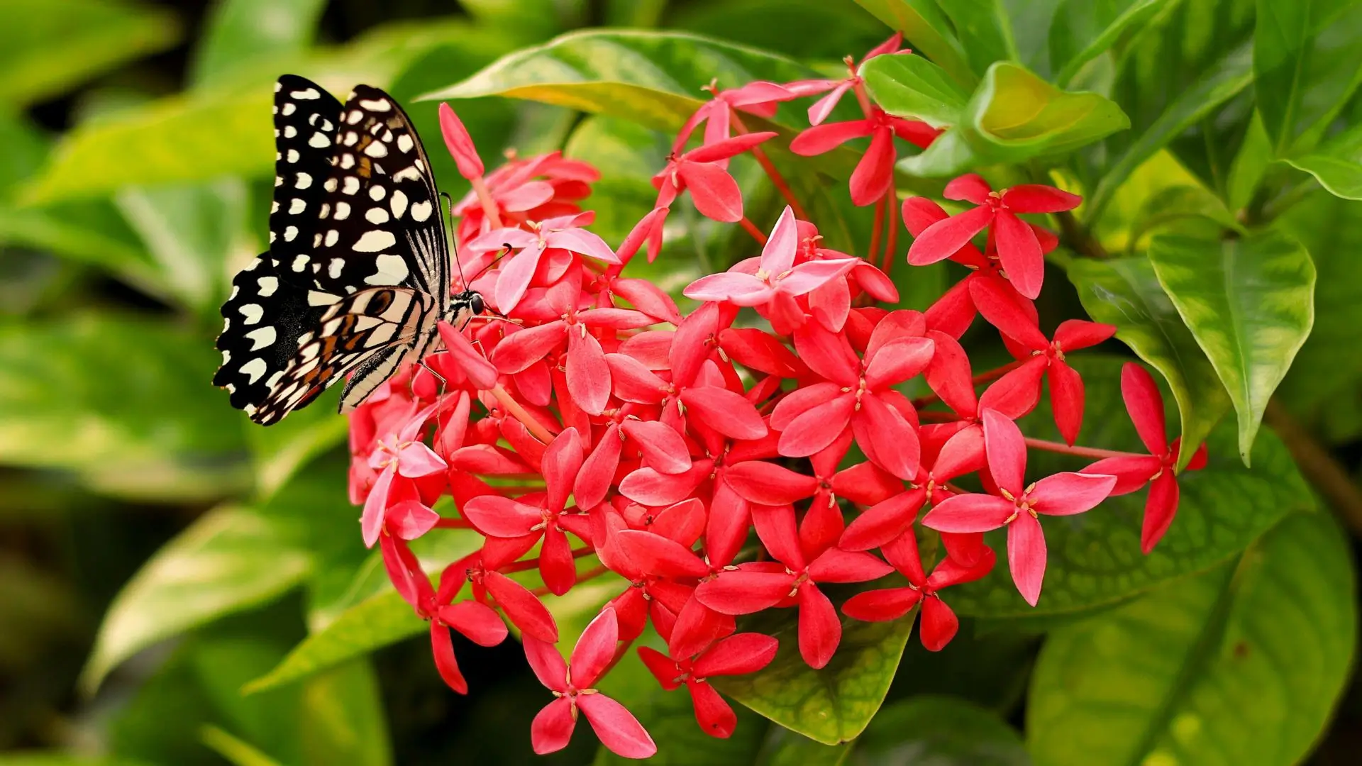 Borboleta pousada sobre flores vermelhas de ixora, um arbusto com flores tropical muito cultivado em jardins brasileiros.