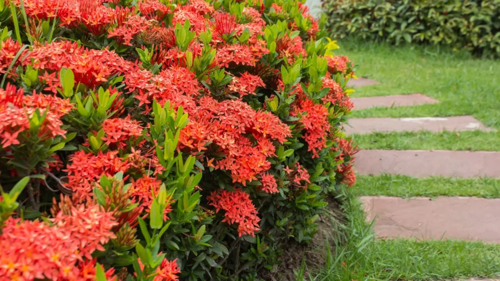 Arbusto com flores vermelhas de ixora em plena floração, muito usado em jardins tropicais e bordaduras