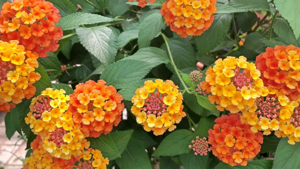 Arbusto com flores de lantana camará em tons de amarelo, laranja e vermelho, com folhagem verde intensa em jardim tropical.