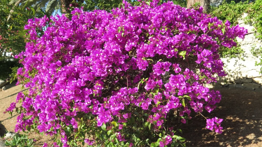 Arbusto com flores da primavera, também conhecida como buganvília, com brácteas rosa-vibrantes em jardim ensolarado.