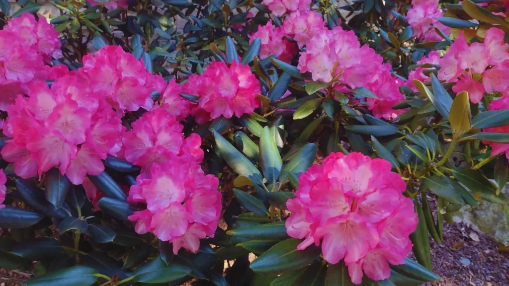 Arbusto com flores de rododendro rosa-vibrante em meio a folhas verdes e brilhantes em jardim sombreado.