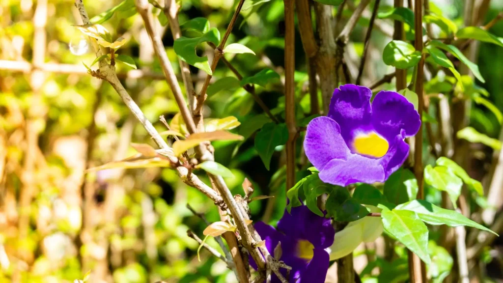 Arbusto com flores da tumbérgia arbustiva com pétalas roxas e centro amarelo em meio a folhas verdes em jardim ensolarado.
