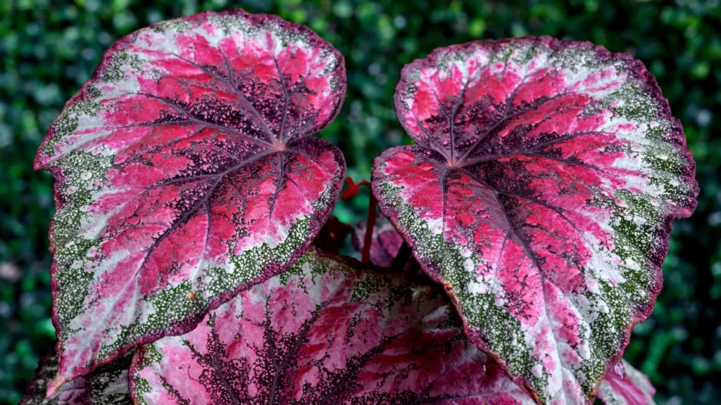 Folhas da Begonia rex (Begonia rex-cultorum) com tons vibrantes de rosa, vinho e verde, exibindo textura aveludada e padrões metálicos ornamentais.