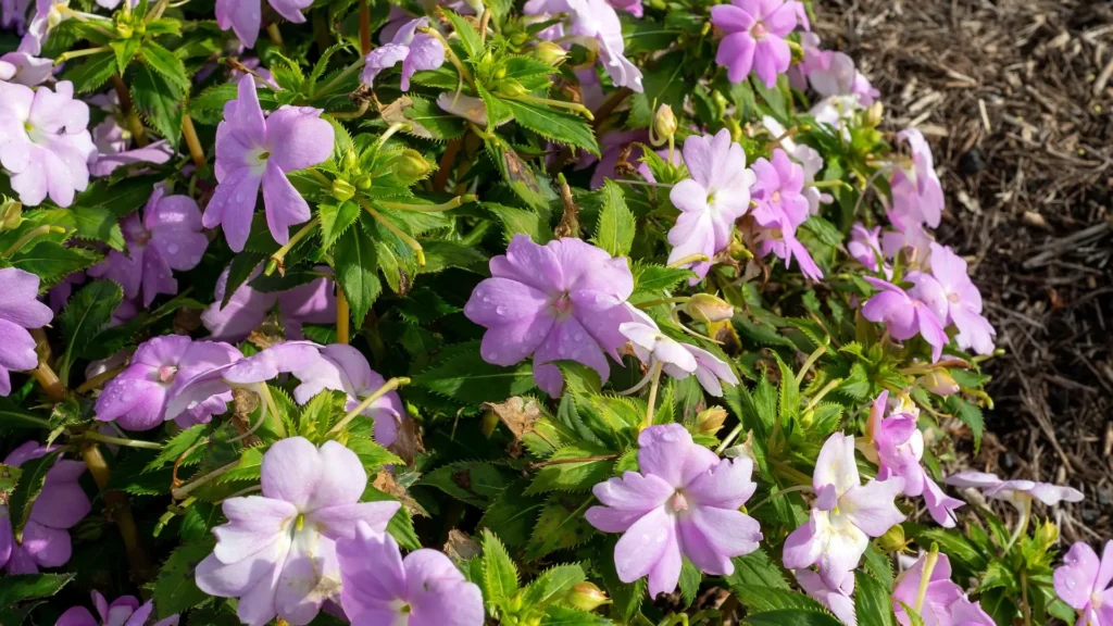 Flor Impatiens hawkeri em exposição direta ao sol, com sinais de folhas queimadas e flores ressecadas.