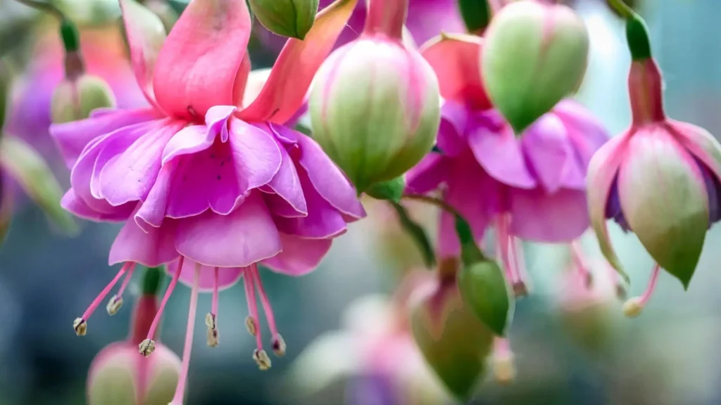 flor brinco de princesa em close com pétalas rosadas pendentes