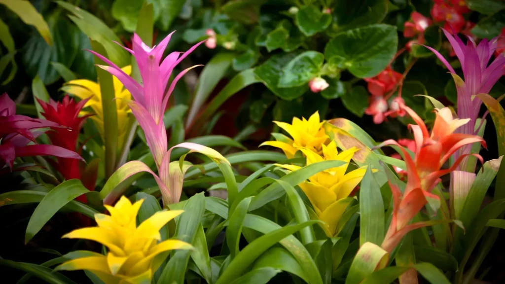 Bromélias coloridas em tons de rosa, amarelo, vermelho e laranja formando um agrupamento tropical em meio a folhagens verdes.