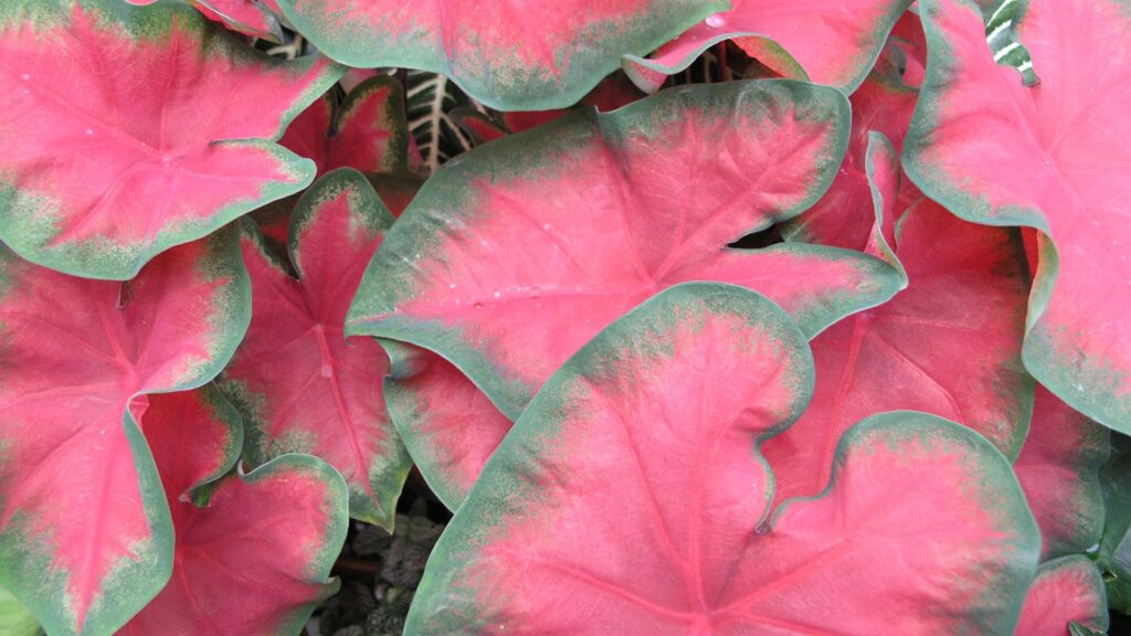 Folhas do caládio (Caladium bicolor), também conhecido como tinhorão, com coloração vermelha intensa e bordas verdes, formando um visual ornamental tropical.