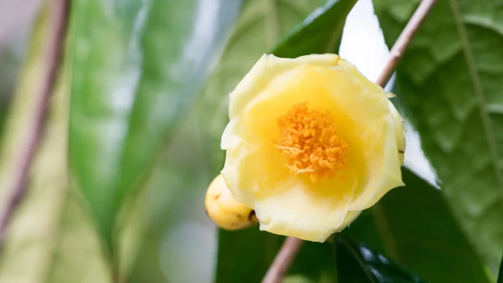 Flor de camélia amarela (Camellia chrysantha) com pétalas douradas e centro vibrante, destacando-se entre folhas verdes intensas.