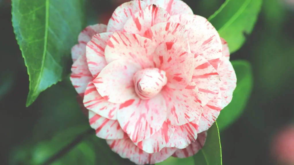 Flor de camélia mesclada em tons de branco e rosa, com pétalas delicadas e folhas verdes brilhantes ao fundo.