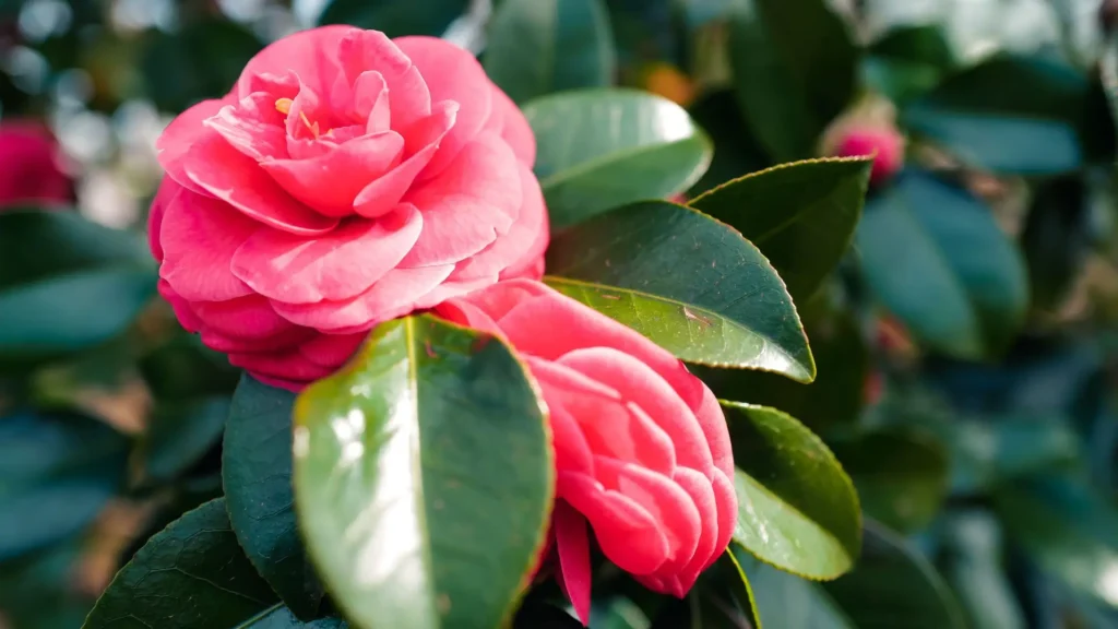 Flor de camélia rosa em destaque, com pétalas delicadas e folhas verdes brilhantes ao fundo, simbolizando ternura e romantismo.
