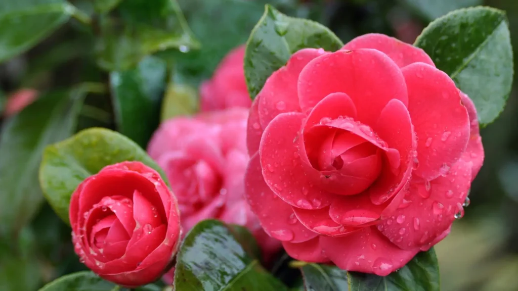 Flores de camélia rosa com pétalas delicadas e gotas de orvalho, símbolo de beleza e serenidade no jardim.