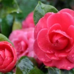 Flores de camélia rosa com pétalas delicadas e gotas de orvalho, símbolo de beleza e serenidade no jardim.