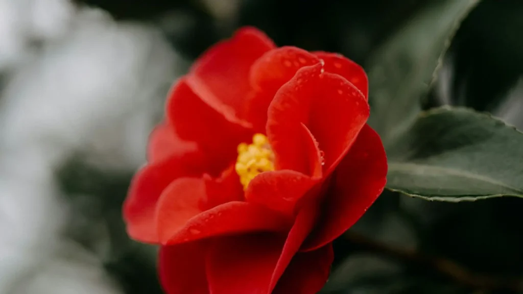 Flor de camélia vermelha com pétalas intensas e miolo amarelo, destacando-se sobre folhas verdes em tom escuro.