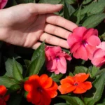 mão estendida sobre flores de impatiens em tons de rosa e laranja no jardim