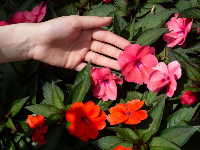 SunPatiens com flores rosa e vermelhas e folhas verdes escuras