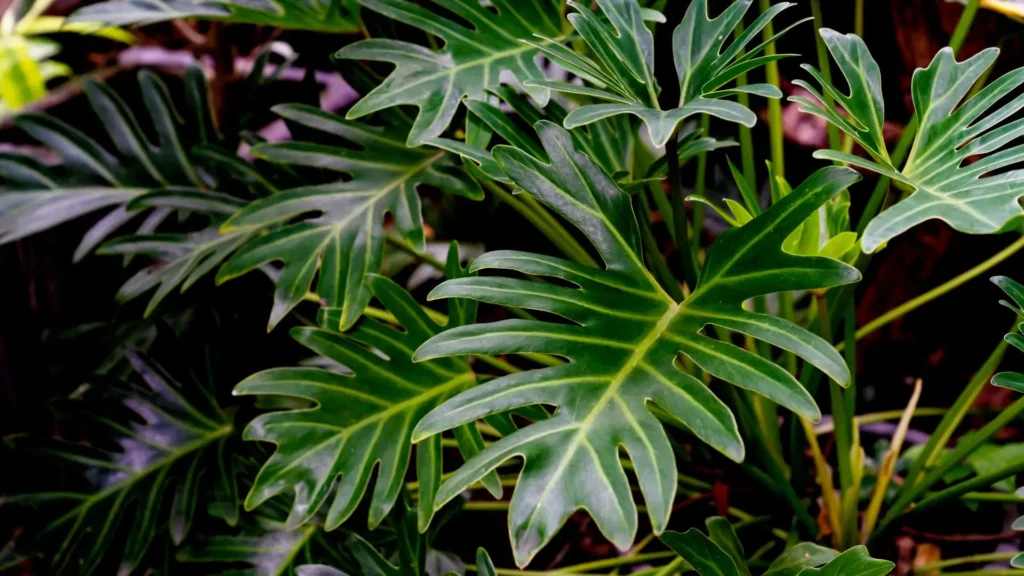 folhagem da planta xanadu com folhas recortadas verdes em destaque