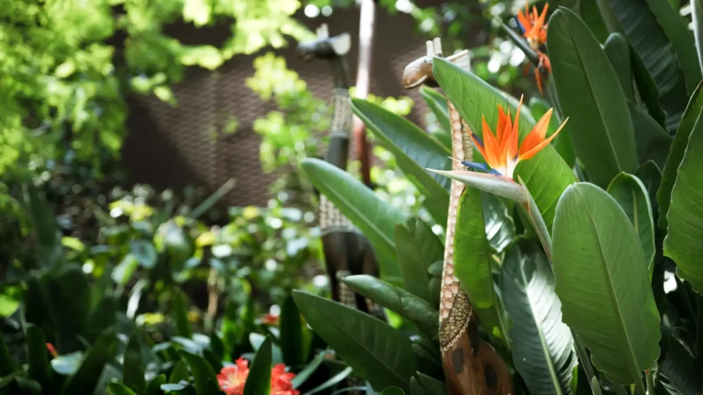 Flor de Strelitzia em meio a folhagens tropicais sob luz filtrada no jardim.