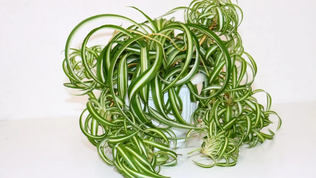 Clorofito Bonnie com folhas onduladas em vaso decorativo.