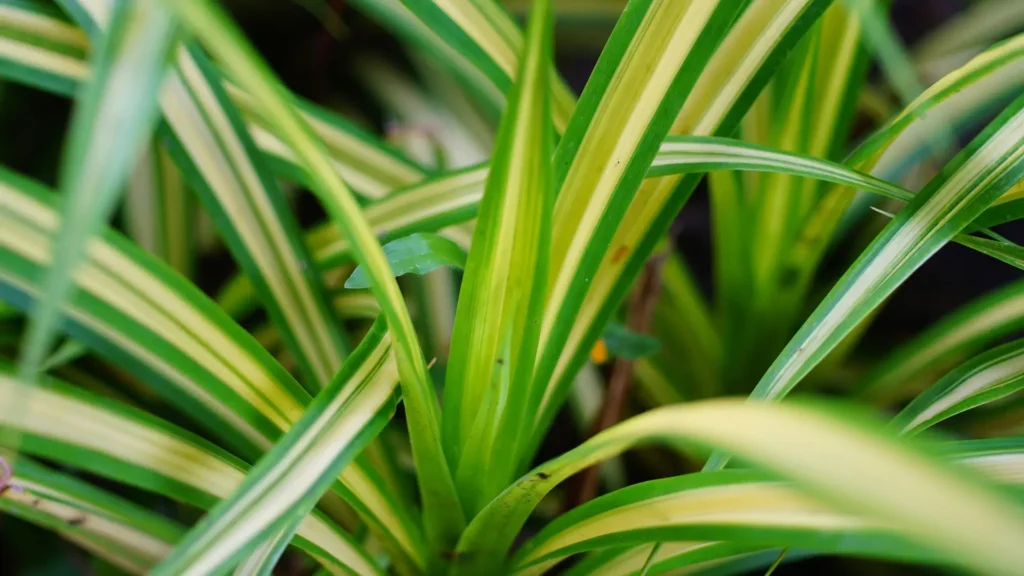 Close nas folhas variegadas de um clorofito, mostrando listras verdes e amarelas em detalhe.