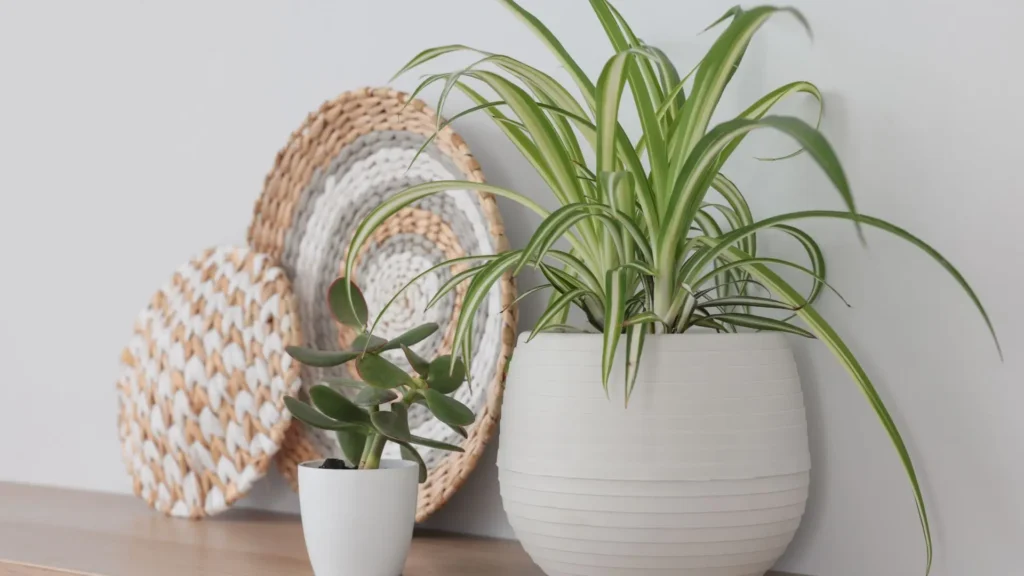 Clorofito em vaso branco decorando ambiente interno com luz indireta.