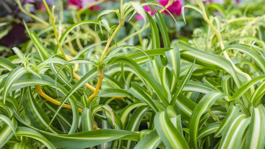 Clorofito variegado sob luz filtrada, mostrando folhas arqueadas em tons de verde e creme.