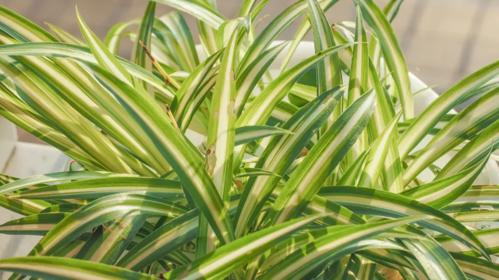 Folhagem detalhada de um clorofito variegado exibindo listras verdes e creme.