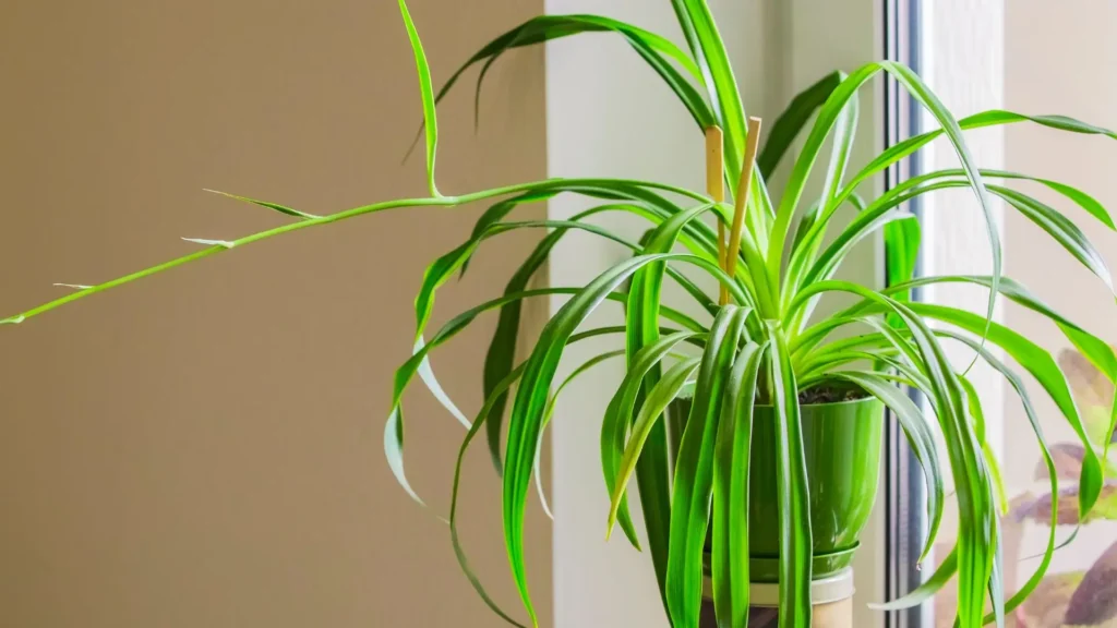 Clorofito em vaso verde com folhas longas e um estolão alongado, posicionado perto de uma janela.