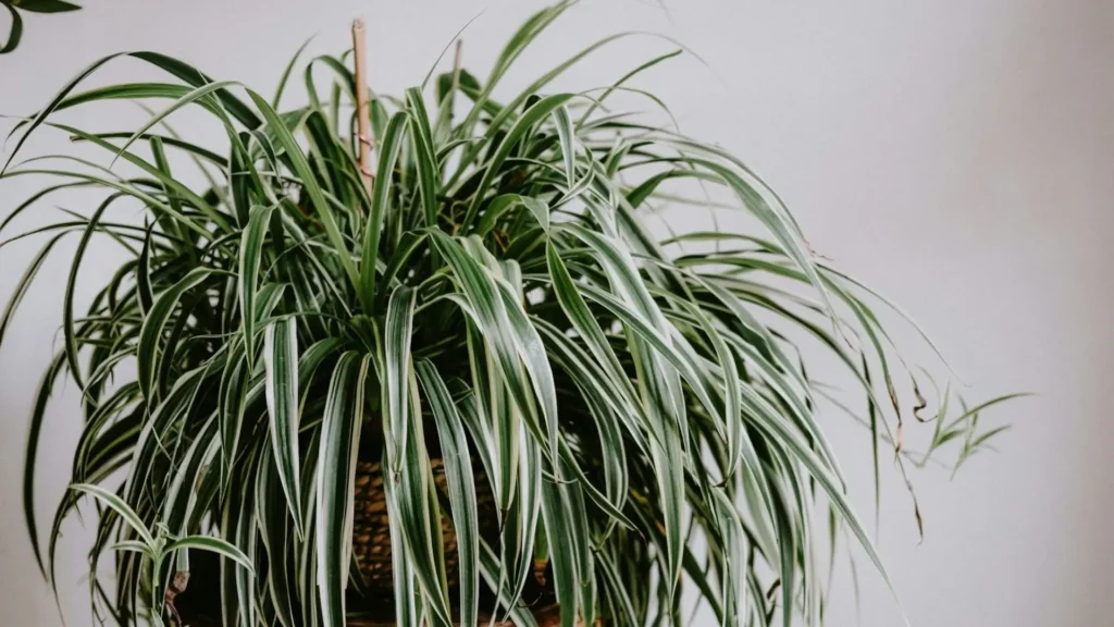 Clorofito variegatum com folhas de bordas brancas cultivado em vaso.