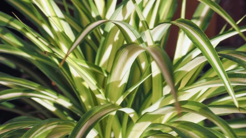 Folhagem do clorofito Vittatum com faixa branca central destacada pela luz.